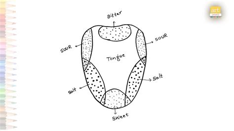 Tasting Tongue Diagram With Parts Names Tongue Tasting Drawing How