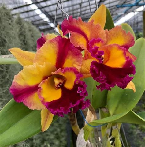 Pin de Jwa em Orchids em 2024 Orquídeas Belos jardins Jardinagem e