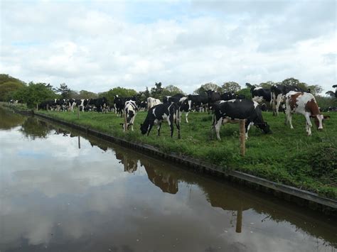 Herd Of Dairy Cows Near Home Farm Christine Johnstone Cc By Sa