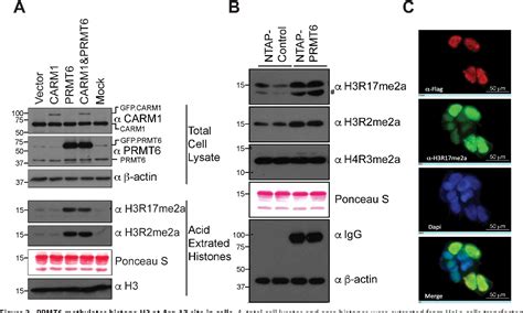 Figure 1 From Genetic Evidence For Partial Redundancy Between The