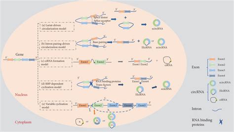 Schematic Diagram Illustrating Five Models Of Circrna Biogenesis A