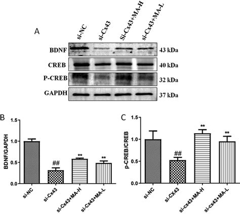 Ma Regulated Creb Bdnf Pathway Through Cx In Cort Induced U Cells