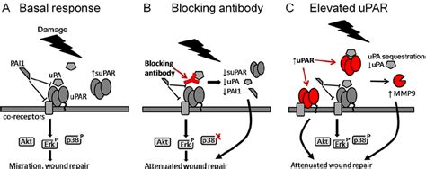 Targeting The Urokinase Plasminogen Activator Receptor Upar