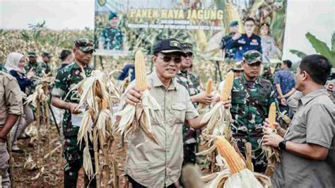 Perkuat Ketahanan Pangan Bupati Ciamis Dan Dandim Panen Raya Jagung