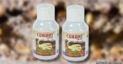 Lagi Nyari Obat Rayap Yang Ampuh Rajawali Parquet