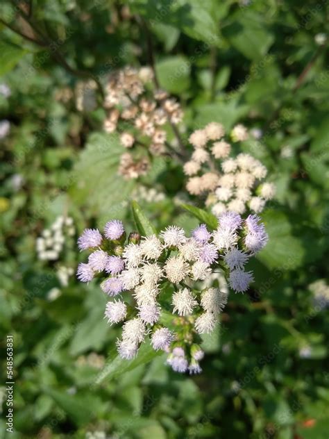 Beautiful Flowers Of Ageratum Conyzoides This Is Also Known As