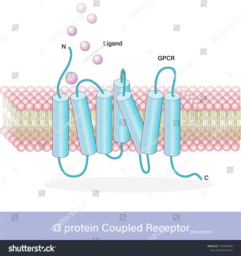 Gpcr 33 Images Photos Et Images Vectorielles De Stock Shutterstock