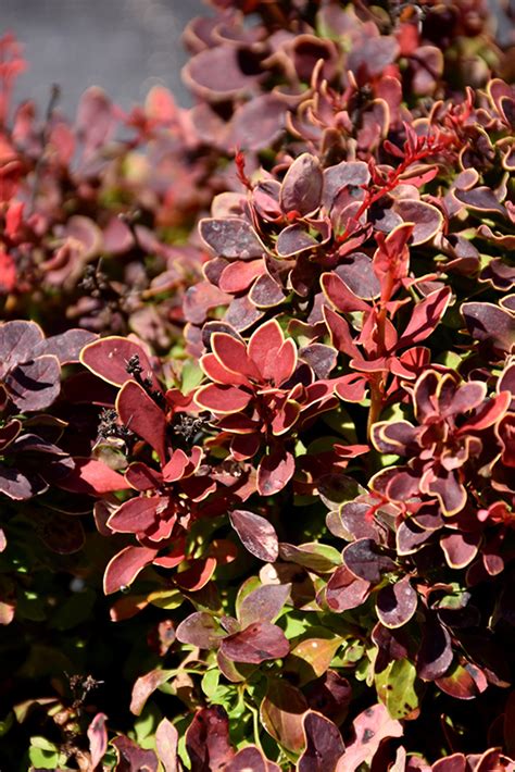 Golden Ruby Barberry Berberis Thunbergii Goruzam In Bozeman Helena