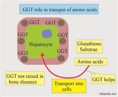 Enzymes-part-4- Creatine Kinase, Gamma GT, Lactate Dehydrogenase, and ...