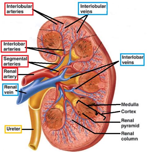 The Renal System