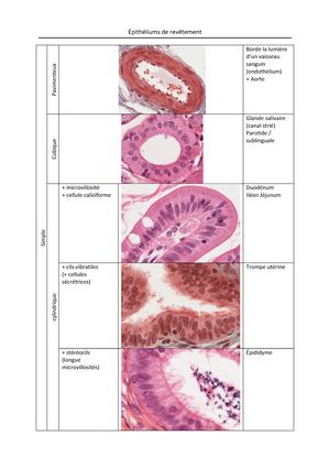 Histologie cours 1 Tissus épithélial Tissu épithélial Lhistologie