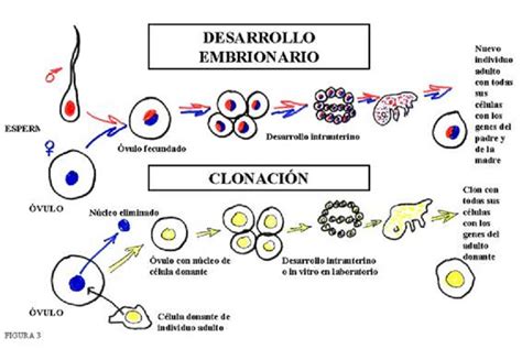 La Clonación La Clonación