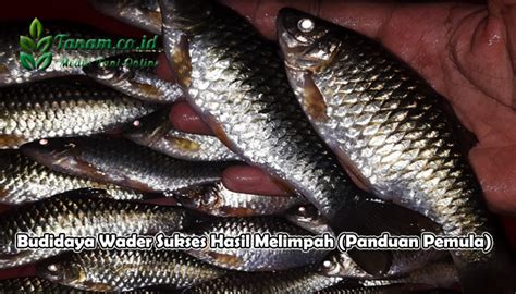 Budidaya Wader Sukses Hasil Melimpah Panduan Pemula