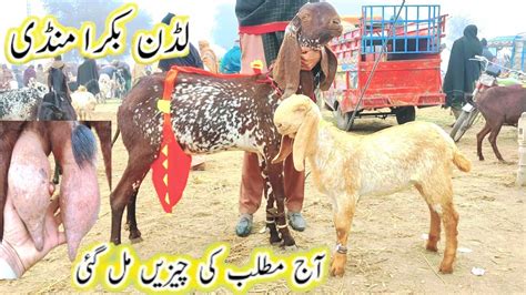 Pure Makhi Cheeni Bakryan Pure Makhi Cheeni Breed Goat Farming In