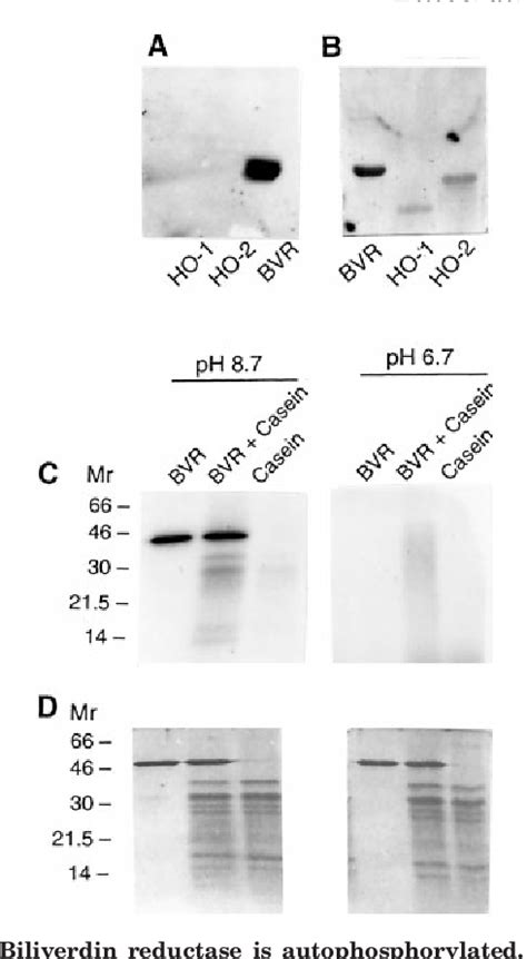 Figure 1 from Human Biliverdin Reductase Is Autophosphorylated, and ...