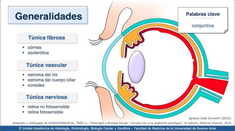 pala Amplificador Inconsistente histologia del ojo Notable Reducción