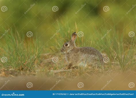 Rabbit on Spring Meadow during Sunrise. Animal Nature Habitat, Life in Meadow in Czech Republic ...