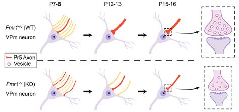 Schematic Of The Refinement Process Of Thalamic Sensory Synapses During