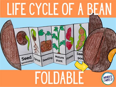 Life Cycle Of A Bean Plant Foldable Teaching Resources