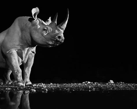 Black And White Animal Portraits_16 – Fubiz Media