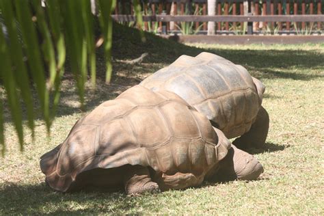 A Pair Of Aldabra Giant Tortoises Aldabrachelys Gigantea One Of The