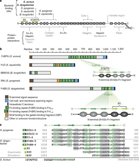 Structural Organization Of Fn And The Bacterial Fnbp A Schematic