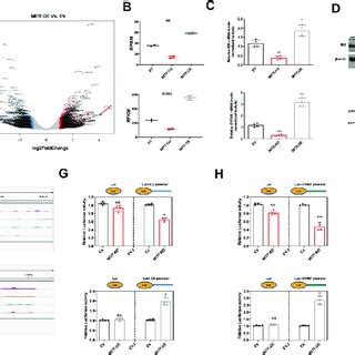 RNA Sequencing Identifies ID2 And CYR61 As Candidate Targets Of MITF A