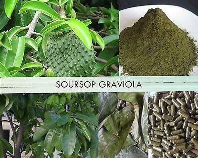 Gaviola Soursop Yahoo