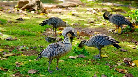 Honolulu Zoo Pictures: View Photos & Images of Honolulu Zoo