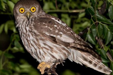 Jenis Burung Hantu Yang Bisa Kamu Pelihara Di Rumah