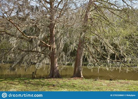 Cypress Trees And Spanish Moss At Avery Island At The Jungle Gardens In