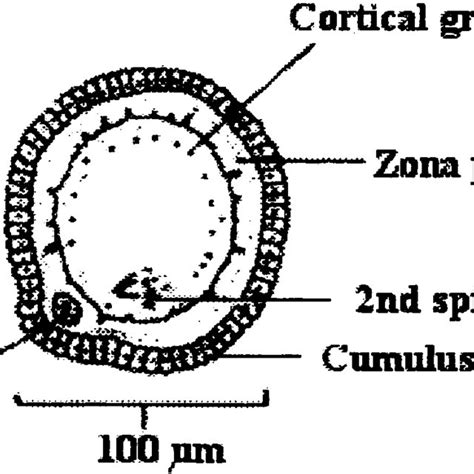 Mature MII Oocyte Cells Modified From Johnson And Everitt 1990