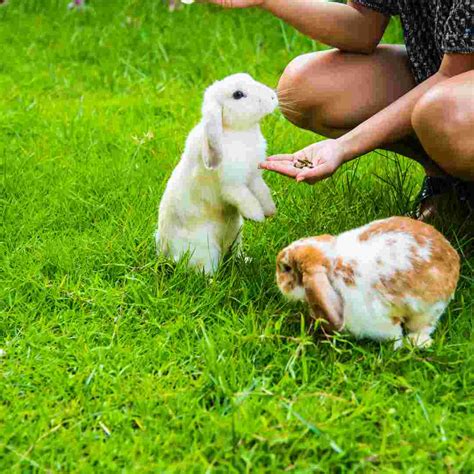 Determining Rabbit Gender A Step By Step Guide