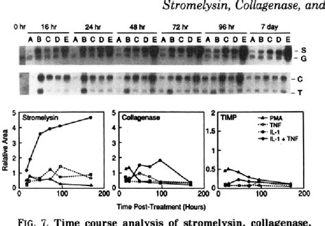 Figure From Discoordinate Expression Of Stromelysin Collagenase And