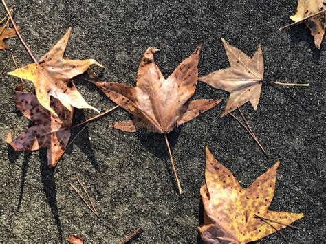 Brown And Yellow Maple Leaves On Sidewalk After Rai Stock Image Image