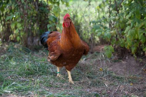 New Hampshire Red Chicken Breed Profile The Hip Chick