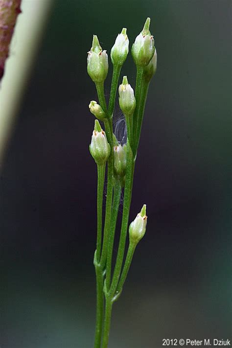 Bartonia virginica (Yellow Bartonia): Minnesota Wildflowers