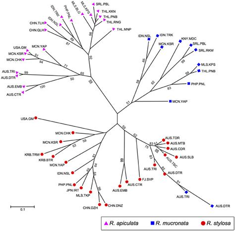 Neighbor Joining Tree Based On Neis Genetic Distance Showing