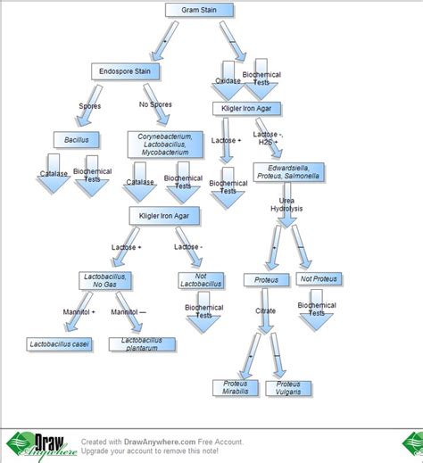 Gram Negative Flow Chart