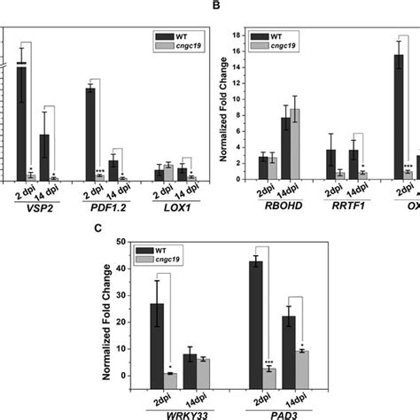 Effects Of P Indica Colonization On Expression Of Genes Related To