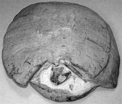 Fossil Turtle Florida USA The Chelonians Are The Turtle Flickr