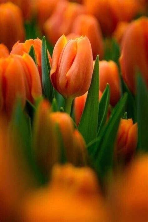 Цветы1 | Summer flowers garden, Tulips flowers, Beautiful bouquet of ...