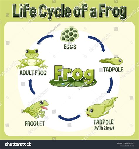 Frog Life Cycle Diagram