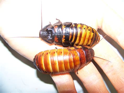 Gromphadorhina portentosa 1.5 to 2 inch sub adults Roaches, Tarantulas ...