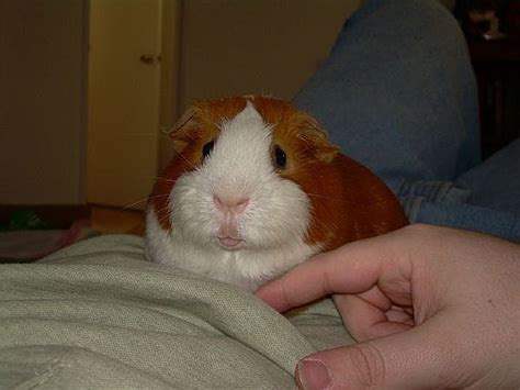 Teach Your Guinea Pig To Run In A Circle 4 Steps Instructables