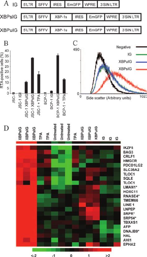 Xbp Expression In Pel Cells Induces Kshv Lytic Replication And