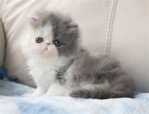 Alfenloch Persian Kittens Ontario Canada Bi Color Persian Kittens