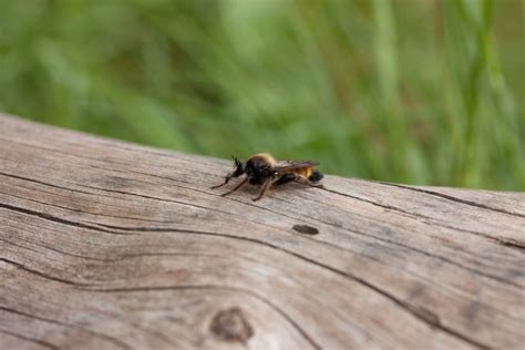 Naturschutz B Rgerinitiative Windkraft Niederasphe E V