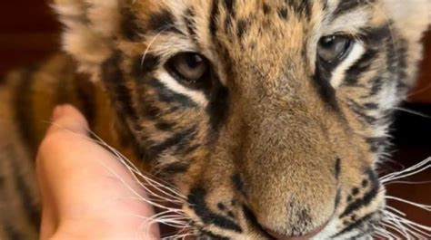 9 Potret Kenangan Alshad Ahmad Dengan Anak Harimau Peliharaannya Cuek