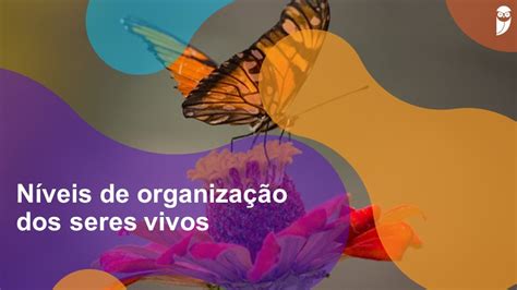 N Veis De Organiza O Dos Seres Vivos O Que S O